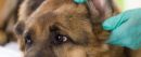 Veterinarian looking ear of a German shepherd dog,close up